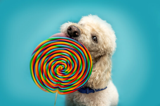 A cute white poodle dog licking at a lollipop lolli in front of colorful bright blue studio background