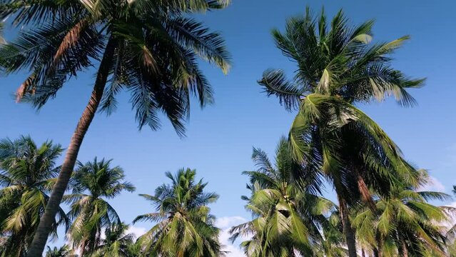 Tropical Palm Trees Rows on Bright Sunny Day in Low Angle. Concept of Paradise Beach Area. Palm Tree Against Clear Blue Sky. Coconut Leaf in Calm Wind. 4k Shot of Looking Up on Green Leaves no People