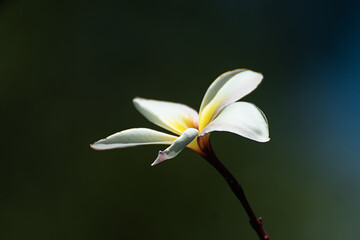 Photography of white flowers on a blurred background