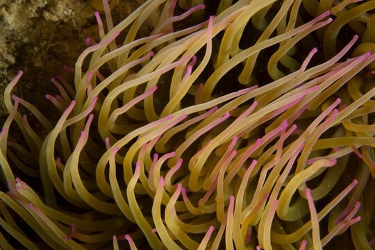 sea anemone (Anemonia sulcata). Capo Caccia. Alghero, Sardinia