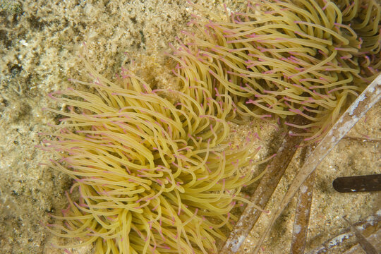 sea anemone (Anemonia sulcata). Chief Hunting Officer. Alghero, Sardinia