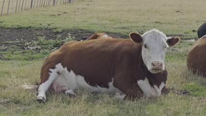 Relaxing Cow Chewing Grass in Slow Motion on Farm