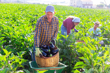 Three workers harvesting eggplants in field. Man carrying wicker basket of eggplants.
