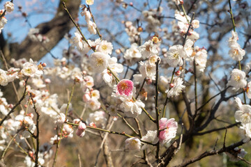 plum blossoms