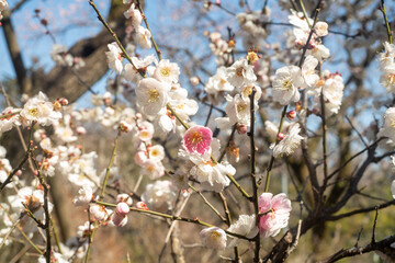 plum blossoms