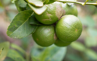 Lemon fruit in the garden with lemon leaves in the background, agricultural production concept, gardening