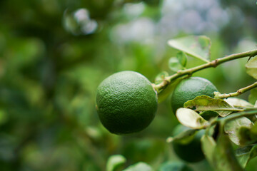 Lemon fruit in the garden with lemon leaves in the background, agricultural production concept, gardening