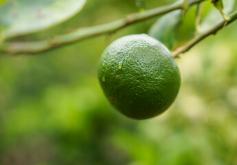 Lemon fruit in the garden with lemon leaves in the background, agricultural production concept, gardening