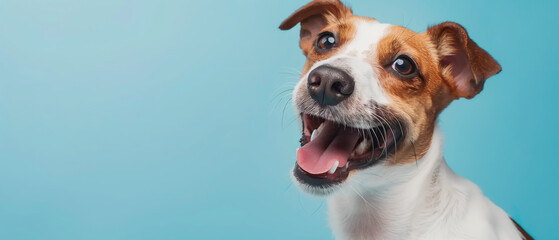 Funny Jack Russell Terrier dog face emoticon isolated on blue background.