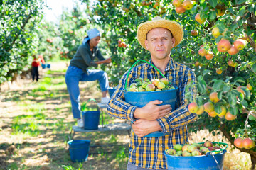 Young happy man gardener holding big plastic bucket full of ripe pears in garden