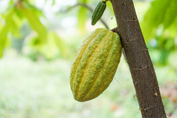 Cocoa fruit in the garden with lemon leaves in the background, agricultural production concept, gardening