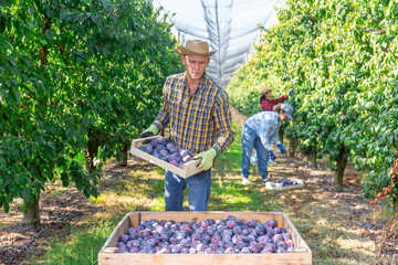 Farm worker engaged in ripe purple plums harvest, stacking boxes with freshly picked fruits in...