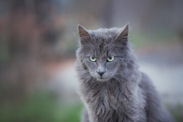 Portrait of Beautiful stray grey cat similar to russian blue breed is sitting on the street. the cat with green eyes.