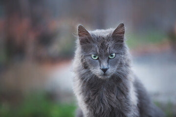Portrait of Beautiful stray grey cat similar to russian blue breed is sitting on the street. the cat with green eyes. - Powered by Adobe