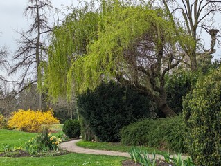 trees in the park, spring