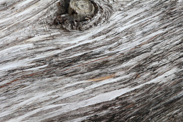 old wood texture. old wood background. bark background. bark texture. tree trunk details.
