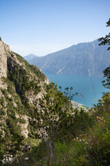 wildlife growing on a hillside in the Alps with Monte Baldo and Garda Lake in the background