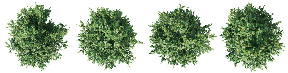 Tilia Platyphyllos tree isolated on transparent background 3d PNG