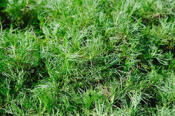 California Sagebrush Artemisia Californica plant foliage natural background environment photo with copy space. Design template.
