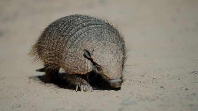 Lone Pygmy Armadillo Foraging In The Sand In Valdes Peninsula, Chubut Province, Argentina. - close up shot 