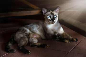 A blue-eyed tabby cat lies alone on the ground as the sun shines on its face.