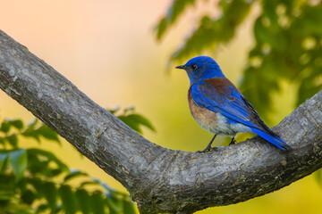 Closeup of western bluebird