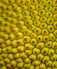 jackfruit up close
