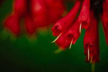 Fototapeta premium red flower