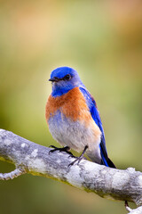 Closeup of western bluebird