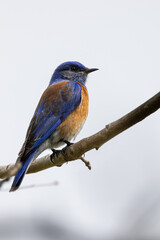 Closeup of western bluebird