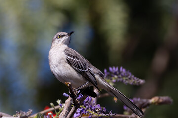 Closeup of a northern mockingbird