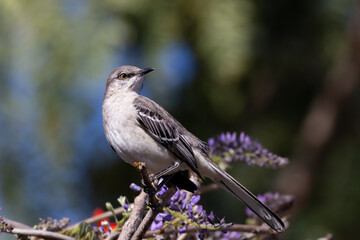 Closeup of a northern mockingbird © Jasongeorge