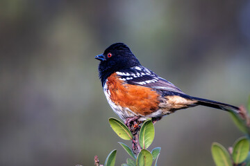Closeup of a spotted towhee