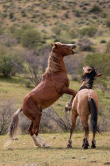 Wild horse stallions fiercely fighting in the Salt River Canyon desert area near Scottsdale Arizona...