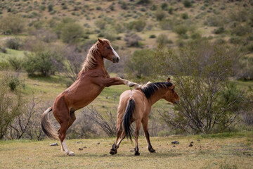 Striking wild horse stallions fighting in the Salt River wild horse management area near Mesa Arizona United States
