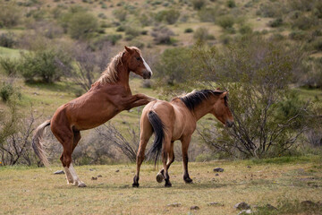 Fighting wild horse stallions fighting in the Arizona Salt River Canyon area near Phoenix Arizona...