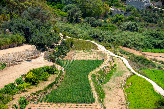Agricultural Fields in Dingli - Malta