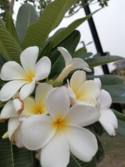 Beautiful of white frangipani tropical flowers and green leaves