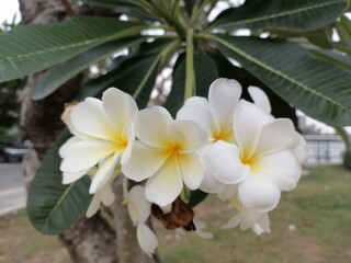 Beautiful of white frangipani tropical flowers and green leaves