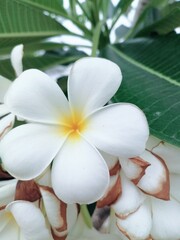 Beautiful of white frangipani tropical flowers and green leaves