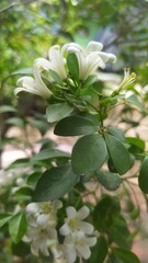 white flowers, Murraya paniculata