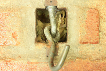 Treefrog Trachycephalus Mesophaeus, known as Golden Treefrog or Sticky Treefrog. Species of anuran amphibian, endemic to Brazil, from the Hylidae family. Sheltered in a hole in a wall.