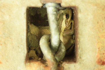 Treefrog Trachycephalus Mesophaeus, known as Golden Treefrog or Sticky Treefrog. Species of anuran amphibian, endemic to Brazil, from the Hylidae family. Sheltered in a hole in a wall.