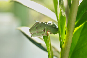 Treefrog Phyllomedusa Distincta, known as Leaf Treefrog, Leaf Treefrog, Leaf Frog or Monkey Frog. Species of anuran amphibian, endemic to Brazil, from the Hylidae family. On a plant leaf.