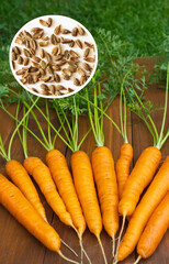 Close-up view of fresh young appetizing carrots and its seeds on sunny summer day. Growing organic vegetables on farm or dacha. Healthy food. Edible background. Collage, flat lay, top view