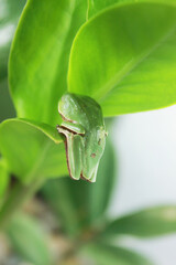 Treefrog Phyllomedusa Distincta, known as Leaf Treefrog, Leaf Treefrog, Leaf Frog or Monkey Frog. Species of anuran amphibian, endemic to Brazil, from the Hylidae family. On a plant leaf.