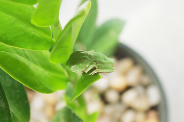 Treefrog Phyllomedusa Distincta, known as Leaf Treefrog, Leaf Treefrog, Leaf Frog or Monkey Frog....
