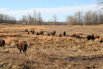 herd of bison