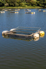 Obraz premium Tanks web used for raising tilapia on a fish farm in Brazil