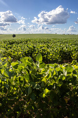 Fototapeta na wymiar Rural landscape with fresh green soy field. Soybean field, in Brazil.